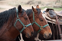 Sleeping Standing Up