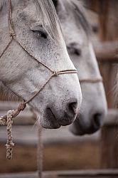 Sleeping Standing Up