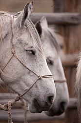 Sleeping Standing Up