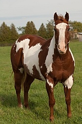 Paints Paint Conformation