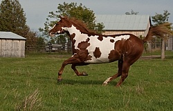 Paints Paint Free Running