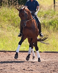 Oldenburg Pangea farms Dressage Leg Yielding
