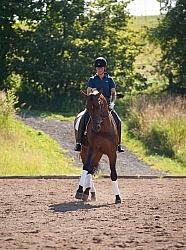Oldenburg Pangea farms Dressage Leg Yielding