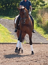 Oldenburg Pangea farms Dressage Leg Yielding
