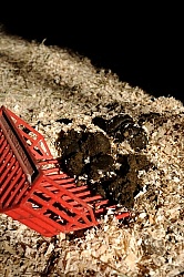 Mucking Shavings