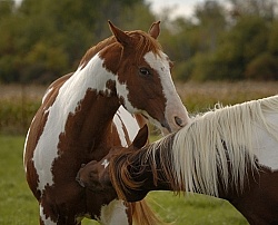 Paints Grooming Each Other
