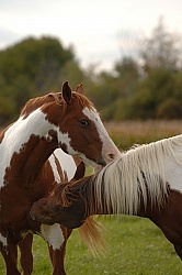 Paints Grooming Each Other