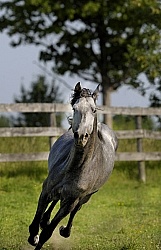 Spring Summer vertical