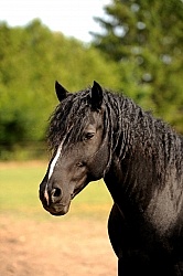 Spring Summer vertical