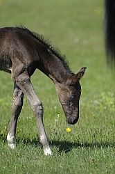 Spring Summer vertical