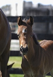 Spring Summer vertical