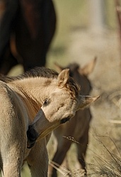 Spring Summer vertical
