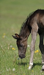 Spring Summer vertical