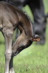 Spring Summer Vertical