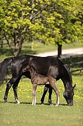 Spring Summer Vertical