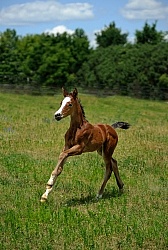 Spring Summer Vertical