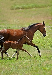 Spring Summer Vertical
