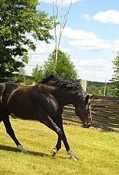 Spring Summer Vertical