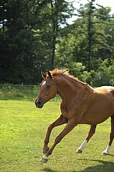 Spring Summer Vertical