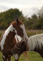 Spring Summer Vertical