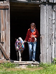 Miniature Horse in Slinky at Dakota Winds