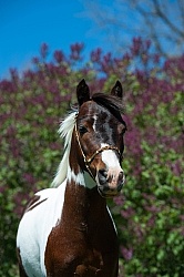 Miniature Horse Stallion Portrait