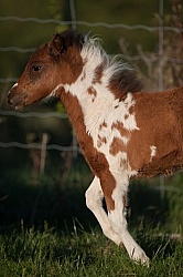Miniature Horse Foal