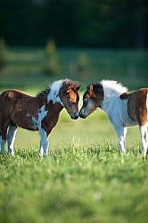 Miniature Horse Foals