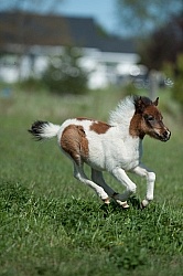 Miniature Horse Foal