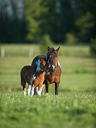 Miniature Horse Mare and Foal