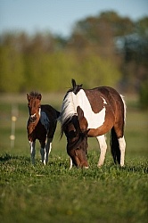 Miniature Horse Mare and Foal