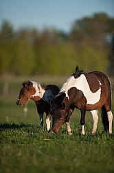 Miniature Horse Mare and Foal