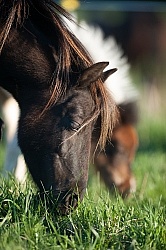 Miniature Horse Mare and Foal