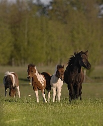 Miniature Horse Mare and Foal