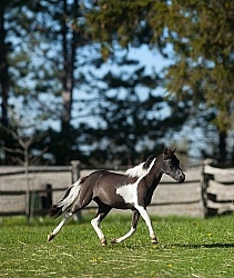 Miniature Horse Free Running