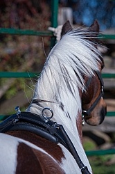 Miniature Horse Preparing to Drive