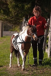 Miniature Horse Preparing to Drive