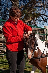 Miniature Horse Preparing to Drive
