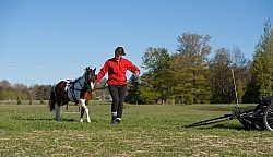 Miniature Horse Preparing to Drive