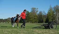 Miniature Horse Preparing to Drive