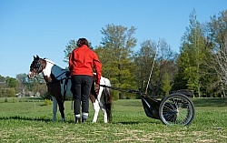 Miniature Horse Preparing to Drive