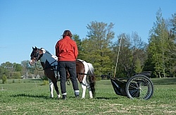 Miniature Horse Preparing to Drive