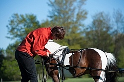 Miniature Horse Preparing to Drive