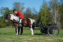 Miniature Horse Preparing to Drive