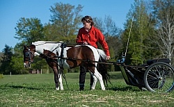 Miniature Horse Preparing to Drive