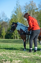 Miniature Horse Preparing to Drive
