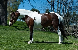 Miniature Horse Conformation