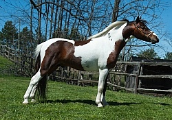 Miniature Horse Conformation