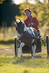 Miniature Horse Driving