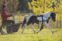 Miniature Horse Driving